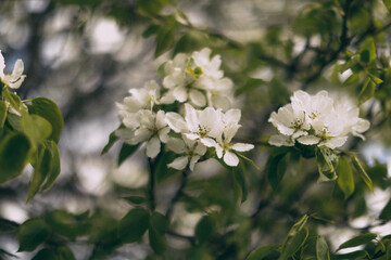 blooming apple tree, spring soft focus background