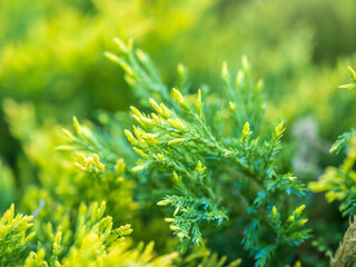 Thuja branches in spring. Fresh thuja branches in the sunset light.