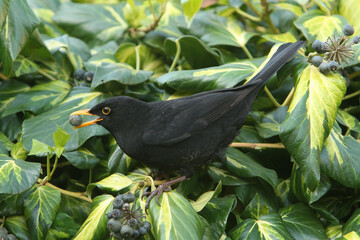 A male Blackbird eating berries from Common Ivy
