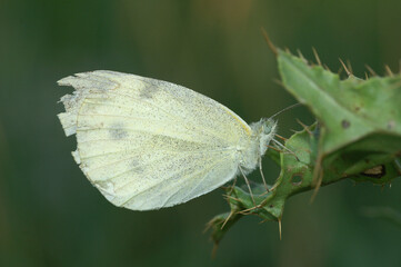 A close-up of a Small White in the morning warming up in the first sunlight
