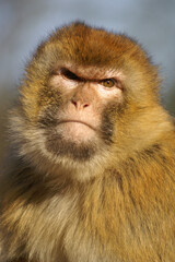 A portrait of a female Barbary Macaque
