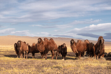 Herd of camels in an authentic Mongolian province. Traditional way of life and pastoralism in Mongolia
