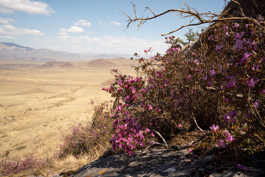 Blooming maral bush (Dahurian rhododendron) in foothills of Asia in late spring