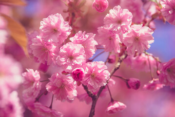 Japanese cherry blossoms on a green natural background
