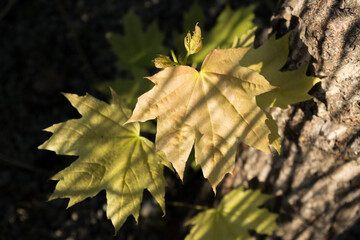 Beautiful maple leaves of red shades on a stone background. Natural autumn background close-up. Bright shades of leaves in autumn.