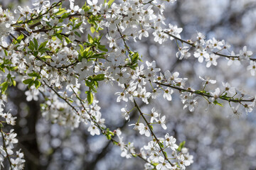 Branches of flowering cherry tree on a blurred background