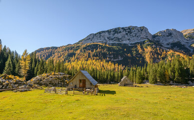 Autumn in the mountains. Take a walk through the larch trees towards the beautiful views. 