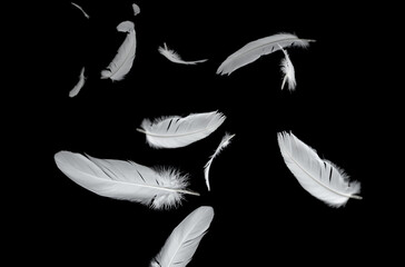 Abstract White Bird Feathers Floating in The Dark. Feather on Black Background. Down Feathers.	
