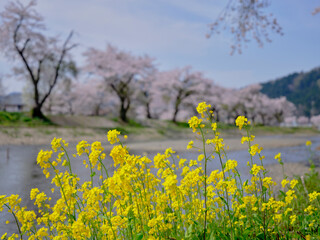 風景素材　春陽に映える綺麗な菜の花と桜