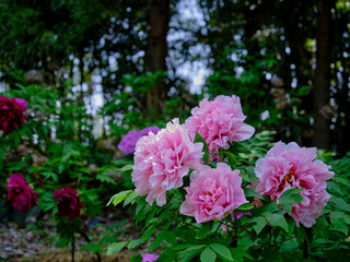 風景素材　初夏の陽射しに映える鮮かな牡丹の花