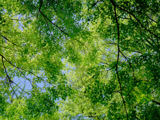 Fototapeta premium 風景素材 初夏の陽射しに映える青紅葉