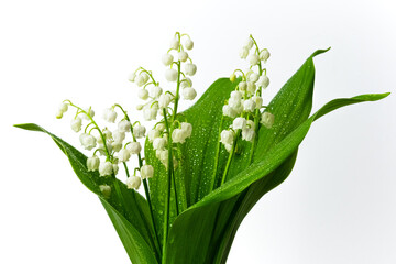 Lily of the valley flowers on white background. Convallaria majalis also known as the American Lily of the valley, May bells, Our Lady's tears, and Mary's tears close up. Spring blooming flowers