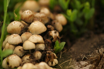 Heap of many fresh mushrooms growing in spring green grass