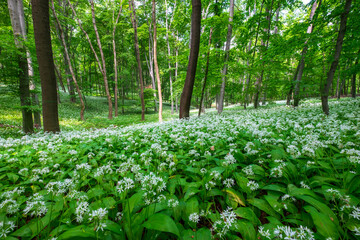 Beautiful spring blooming beech forest with beautiful white wild garlic, wild onions (Allium ursinum), garlic flower edible and healthy, Mecsek  middle mountains - 505372174