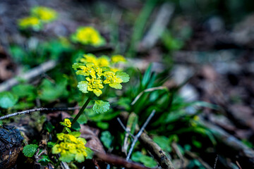 kwiaty kwitnące wiosną w górach, Tatry