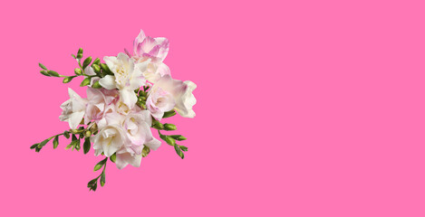 Bouquet of beautiful freesia flowers on pink background, space for text. Banner design