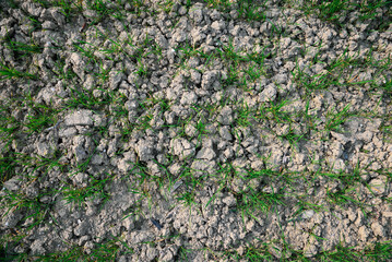 Clay soil field with lush green grass, top view