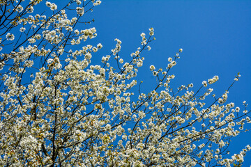 Closeup shot of tree branches with beautiful cherry blossoms