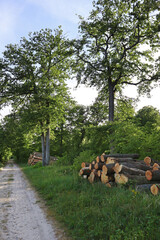 Sawn wood for sale, in the forest