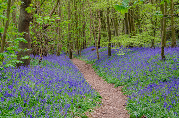 A trail through bluebell woods near Worfield in Shropshire, UK