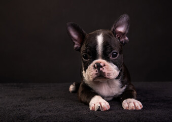 boston terrier puppy on a black background