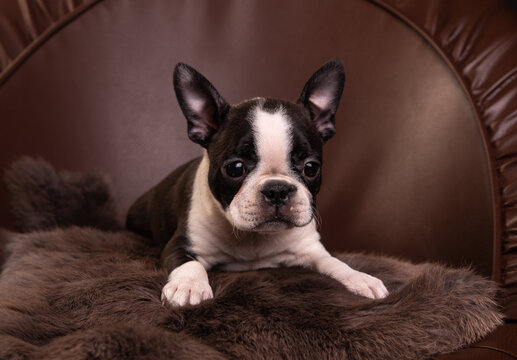 boston terrier puppy on a leather chair