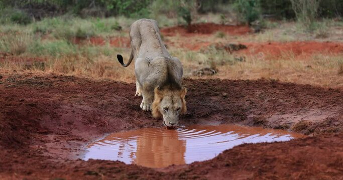 A male lion drinks water in the savannah of Tsavo East