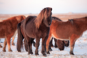Wild horses, herd of horses in the snow.