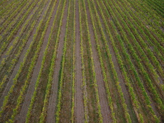 Aerial view of vineyards field plantation on sunset. Cinematic drone aerial view on Green highland valley countryside. Eco farming in wild nature landscape. Tourism, travel concept.