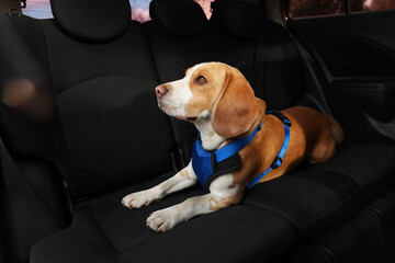 Cute Beagle dog in car. Adorable pet - obrazy, fototapety, plakaty