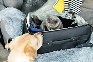 The cat sits in an open suitcase - she goes on vacation, the dog stays at home, the foreground is blurred © Nataliia
