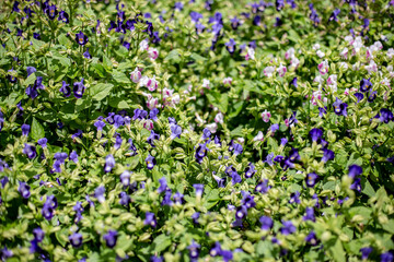 Torenia Wishbone Flower field in park