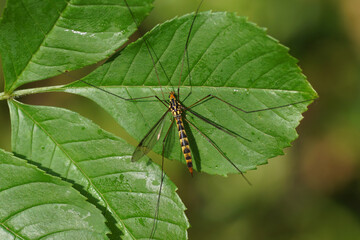Female crane fly Nephrotoma flavipalpis, family Tipulidae on a leaf. Dutch garden, May, spring.