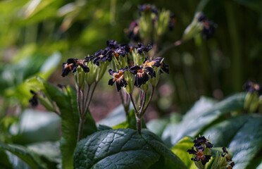 Dried bell flowers