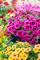 Dense colorful petunia petunia outdoors，Petunia hybrida Vilm - obrazy, fototapety, plakaty