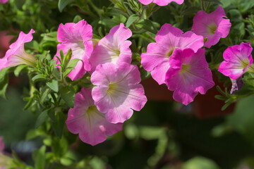 Dense colorful petunia petunia outdoors，Petunia hybrida Vilm