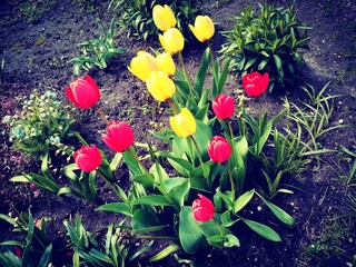 Fototapeta premium kolorowe kwitnące tulipany