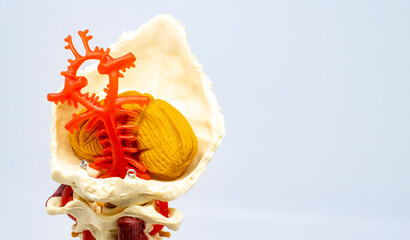 Maqueta de las cervicales, nervio raquídeo, músculo, cerebelo, cráneo