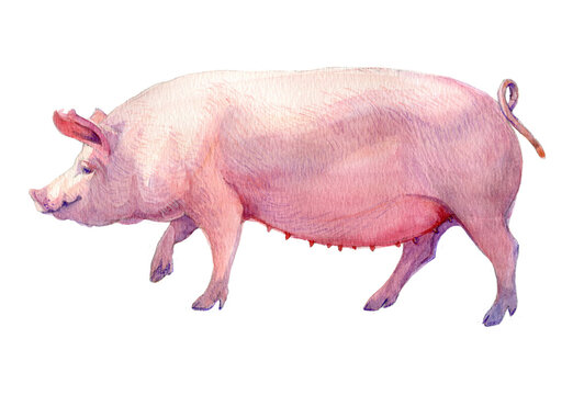 Watercolor realistic image of a thoroughbred pig.