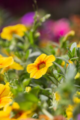 Dense colorful petunia petunia outdoors，Petunia hybrida Vilm