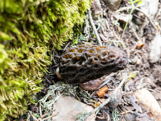 The texture of the fresh, valuable and naturally grown morel mushroom in its habitat