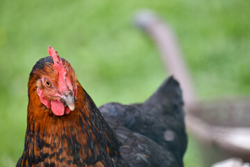 Close up on a cute black and brown bicolor chicken
