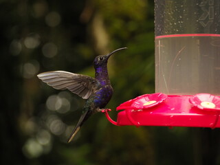 wild 
hummingbird drinking water in costa rica