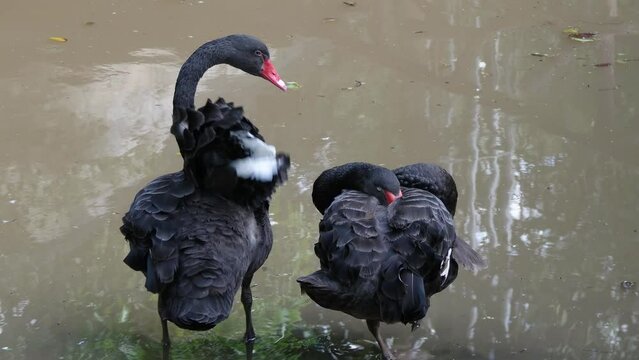 Cygnus atratus or Black swan clean the feather in pond.