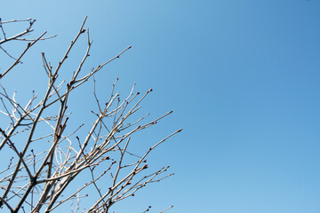 枝と快晴の空 コピースペース