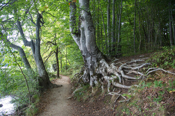 Plitvice Lakes National Park, Croatia, Europe: An old beech tree with a network of huge roots...
