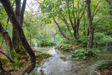 Plitvice Lakes National Park, Croatia, Europe: Streams of spilling waters flood the green landscape and form the characteristic biotope with its endemic plants