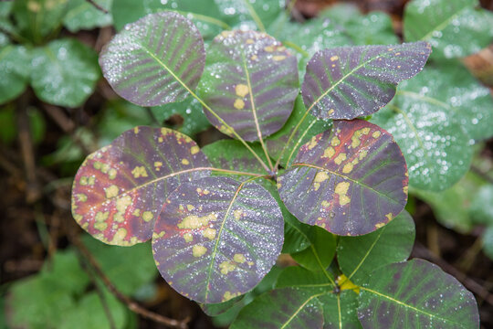 Plitvice Lakes National Park, Croatia, Europe: Leaves of an endemic plant covered with glittering raindrops after a short rainshower - closeup, texture, background
