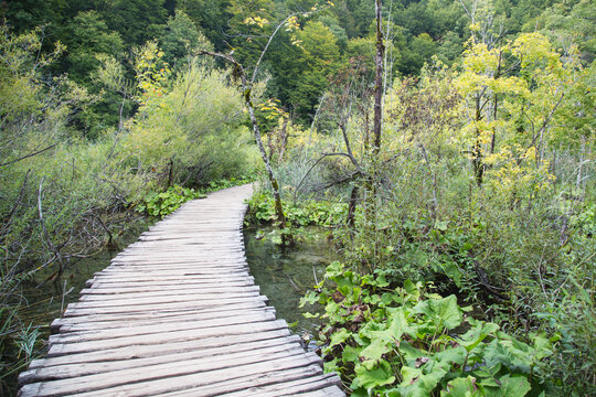 Plitvice Lakes National Park, Croatia, Europe: Boardwalk leading through a green protected and natural finished biotope of endemic fauna and flora
