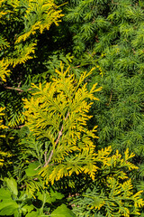 Fototapeta premium Branch of western thuja Thuja occidentalis Aurea with yellow-green leaves blurred background of evergreens. Close-up. Nature concept for design. Texture of leaves as background. Selective focus.